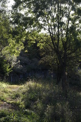Vegetation in the countryside
