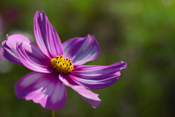 Obraz premium Close-up of a bright pink meadow flower with pollen in the summer in the sun