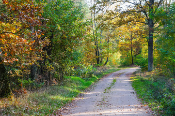 Fototapeta na wymiar Track in a colorful autumn forest