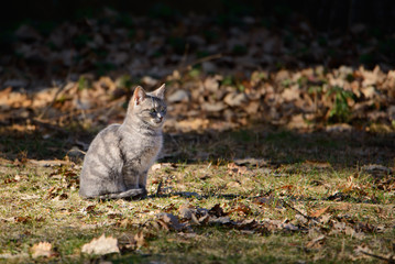 Naklejka na ściany i meble Beautiful, sweet, gray cat sitting on a glade in the forest around autumn leaves.