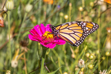 Monarch butterfly on a pink flower