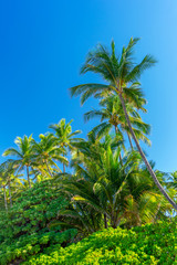 Naklejka na ściany i meble Tropical palm tree and plants with clear blue sky