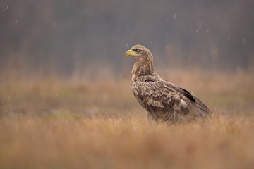 White-tailed eagle (Haliaeetus albicilla) in the snowfall ,taken in  Poland