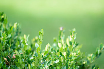 Evergreen buxus bush background (Buxus sempervirens). Selective focus on fresh green boxwood bush leaves in the nature. Copy space.