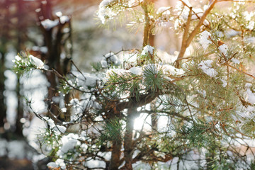 spring sun melts snow on spruce needles. Coniferous trees, macro. spring sun