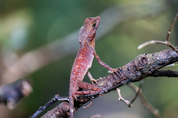 Kangaroo Lizard (Otocryptis beddomii), Sinharaja Rain Forest Reserve, Sri Lanka