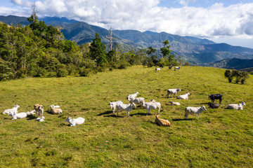 Fototapeta na wymiar Cattle farm in Costa Rica