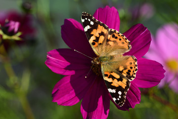 Fototapeta na wymiar Close-up of a colorful butterfly on a blossom of a flower meadow in summer in Germany