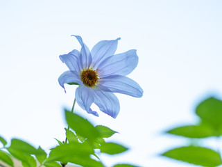 close view of pale purple dahlia imperialis © Michele