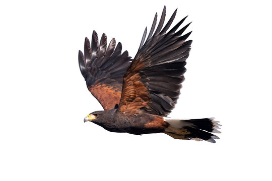 Harris hawk in flight