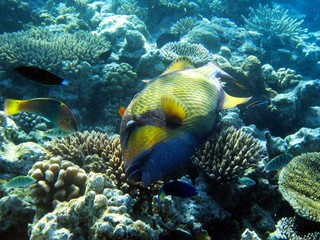 Fototapeta na wymiar fish in the sea