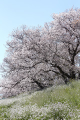 多摩川土手　白い菜の花と桜並木