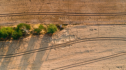wheat field destroyed by wild boars