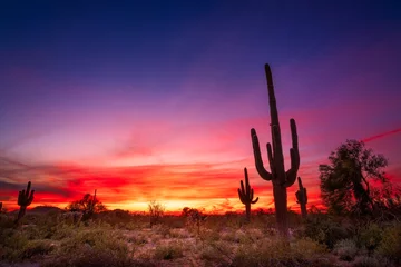 Schilderijen op glas Woestijnlandschap van Arizona met Saguaro-cactus bij zonsondergang © JSirlin