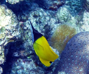tropical fish in aquarium