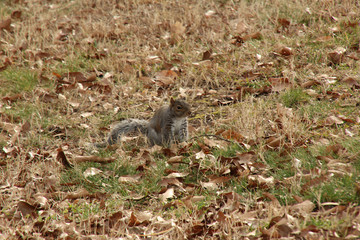 Fototapeta premium Hiding in the Grass