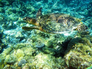 Obraz na płótnie Canvas Underwater photography, fish, turtles, sharks in the Maldives