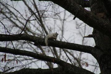 White Squirrel Grooming