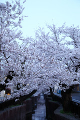 東京　谷沢川の夜桜