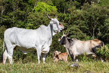 Fototapeta premium Cattle family portrait
