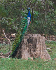 Obraz premium Peacock - 1 