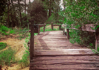 wooden bridge in the forest