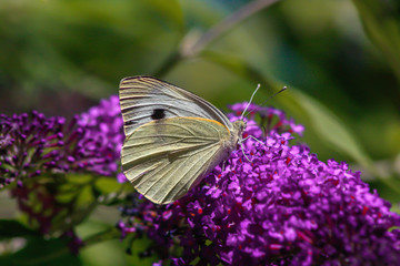 Schmetterling Weißling auf Schmetterlingsflieder im Sommer