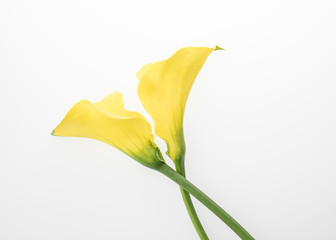 Deep-throated yellow calla lilies lay flat horizontally on a light table in the studio