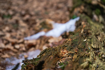 Close up of a tree trunk in a forest. Dry leaves with snow under a fallen tree.