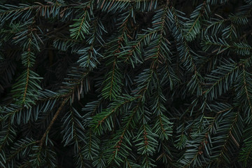 Green prickly branches of fur or pine. Fir branches close up.
