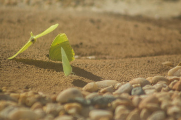 Butterfly group