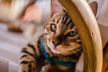 Mirada profunda, Gato de Bengala