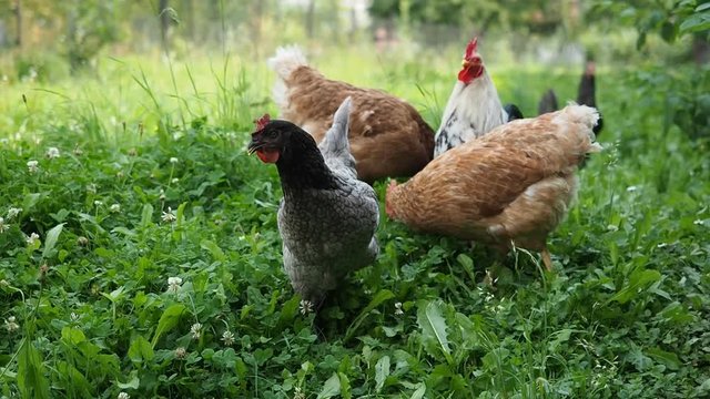 Free range hens - rooster and chickens - grazing in the garden of an organic farm. Organic farming, animal rights, back to nature concept.