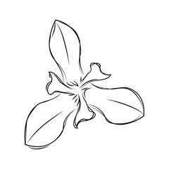 Isolated sketch of a flower