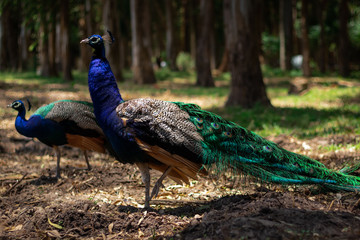 Obraz premium Two peacocks walking