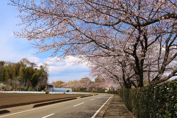 Fototapeta premium 桜並木 道 風景 田舎 公園 茨城