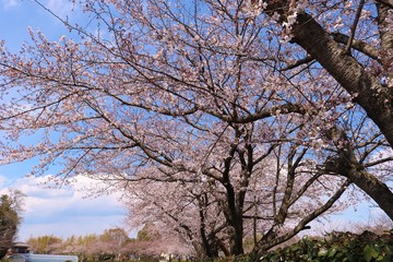 花　さくら　青空　いやし　風景　茨城