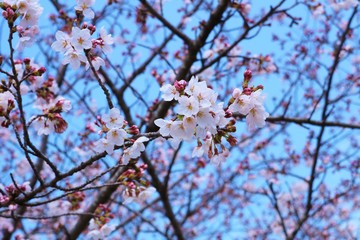 Obraz premium 花 さくら 青空 いやし 風景 茨城