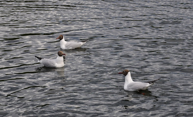 black-headed gulls on lake of city park