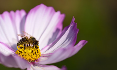 Close-up of a bright meadow flower in summer with a bee looking for nectar on the yellow pollen