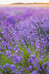 Obraz na płótnie Canvas Beautiful Violet Lavender Field Agriculture