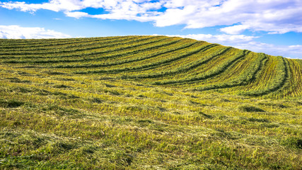 Obraz premium Farm field with swathed hay