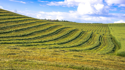 Farm field with swathed hay