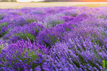 Fototapeta na wymiar Beautiful Violet Lavender Field Agriculture
