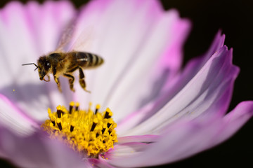 Close-up of a bright meadow flower in summer with a bee just flying away from the flower and rising in flight