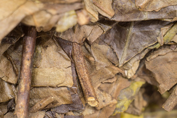 Exotic dried tea from china. Different varieties of rare black and green teas. Puerh, Tieguanyin, Da Hong Pao, Oolong