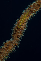 Whip coral goby