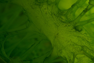 Inside of a sea squirt