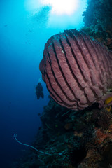 Barrel sponge on a reef slope