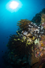 Reefscape with feather stars